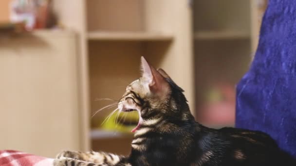 Vidéo du chat généalogique domestique du Bengale assis et regardant une chaise dans l'appartement . — Video