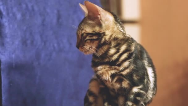 Βίντεο της Βεγγάλης εγχώρια γενεαλογία γάτα που κάθεται και κοιτάζει σε μια καρέκλα στο διαμέρισμα. — Αρχείο Βίντεο