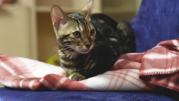 Video einer bengalen Hauskatze, die auf einem Stuhl in der Wohnung sitzt und schaut. — Stockvideo