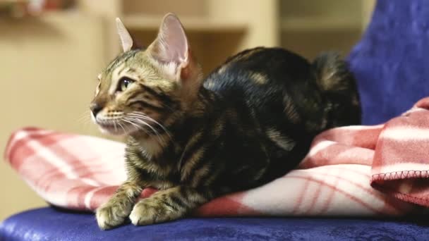 Vidéo du chat généalogique domestique du Bengale assis et regardant une chaise dans l'appartement . — Video