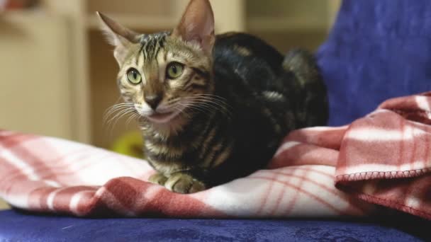 Vidéo du chat généalogique domestique du Bengale assis et regardant une chaise dans l'appartement . — Video