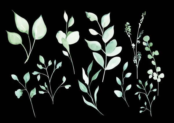 Иллюстрация Акварельного Рисунка Ботанического Набора Растений Зеленых Листьев Веток Изолированном — стоковое фото