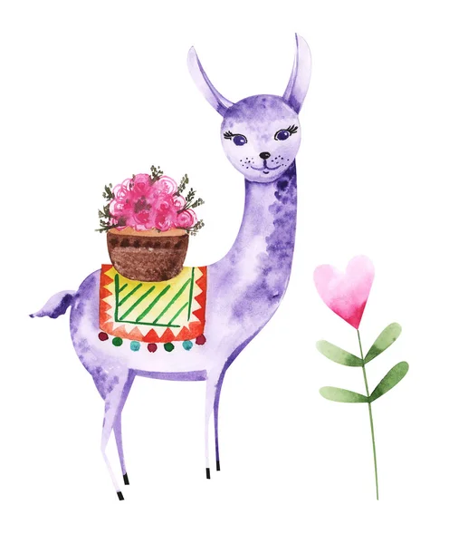 Illustration Drawing Colored Watercolor Animal Alpaca Flowers Plants Isolated Background Stock Photo