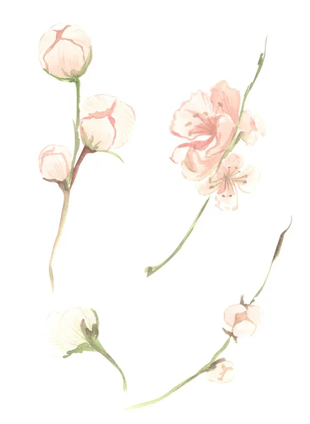 粉红色桃果花水彩画插图 在孤立的白色背景上的树枝上绿叶 — 图库照片