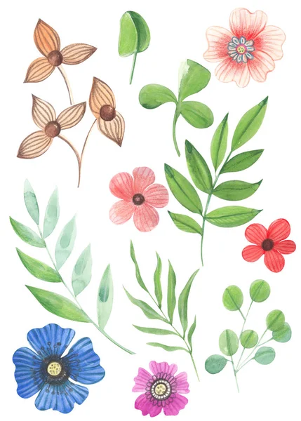 Illustration Aquarelle Dessin Couleur Ensemble Fleurs Sauvages Avec Des Feuilles — Photo