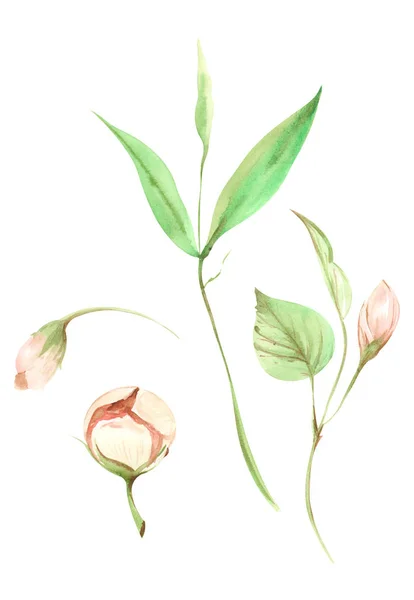 Illustration Akvarellmålning Rosa Persika Frukt Blommor Med Gröna Blad Gren — Stockfoto