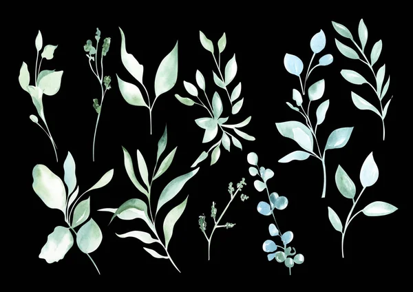 Illustration Akvarell Ritning Botanisk Uppsättning Växter Från Gröna Blad Och — Stockfoto