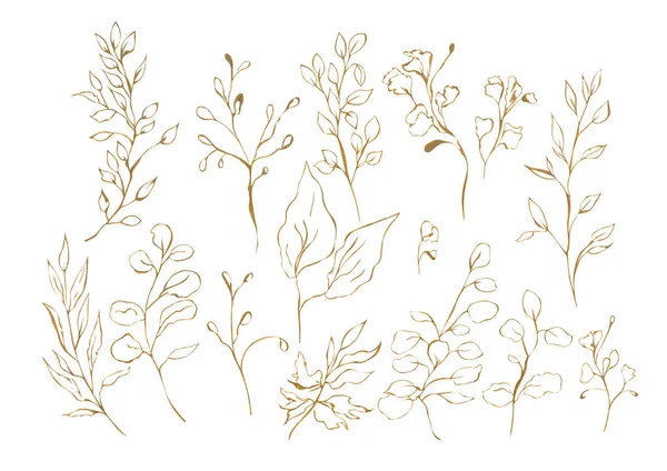 잎에서 식물의 세트의 수채화 그림의 배경에 윤곽의 형태로 — 스톡 사진