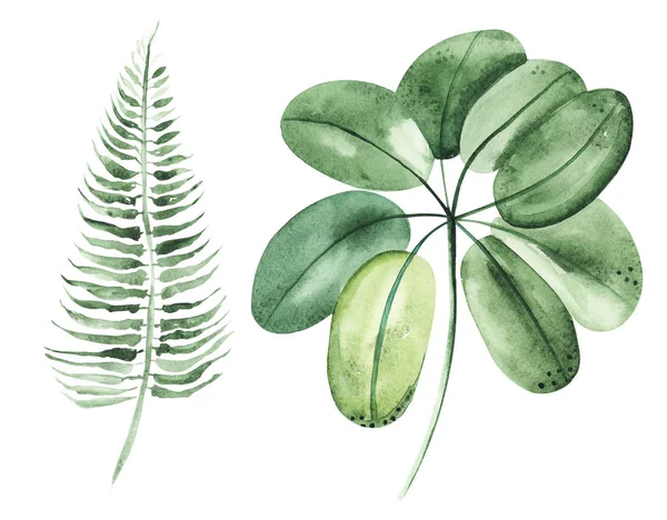 Illustration Aquarelle Dessin Feuilles Botaniques Plantes Exotiques Sur Une Couche — Photo