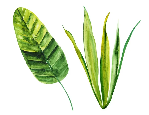 Ilustración Acuarela Dibujo Hojas Botánicas Plantas Exóticas Sobre Una Capa — Foto de Stock