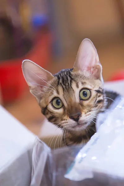 Photo Purebred Tabby Spotted Bengal Cat Lying Looking Forward Apartment — Stock Photo, Image