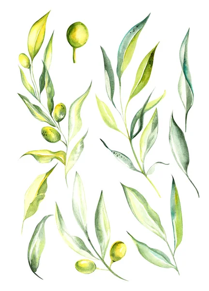 孤立した背景にセットで枝やオリーブ果実の緑色を描くイラスト水彩画 — ストック写真