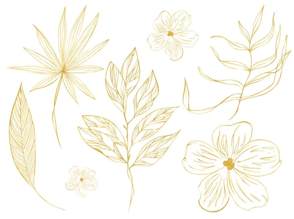 Illustration Drawing Sketch Orange Outline Leaves Exotic Plants White Isolated — Stock Photo, Image