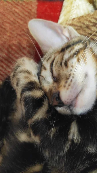 Foto Pura Raza Gato Bengala Con Hermoso Patrón Cara Lana — Foto de Stock