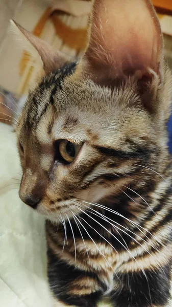 Foto Gato Bengala Pura Raza Con Hermoso Patrón Cara Lana — Foto de Stock