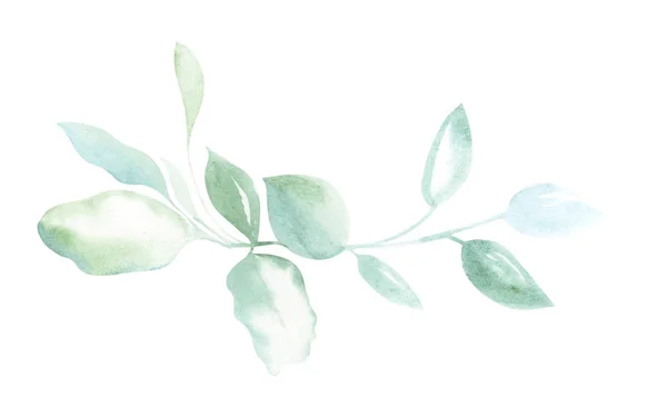 装飾の形で白い孤立した背景に植物の緑の小枝を描く水彩画のイラスト — ストック写真