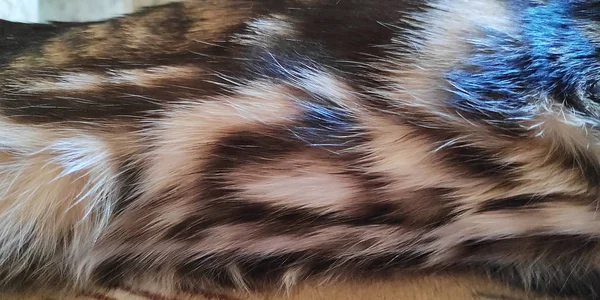 Macro Foto Pura Lana Bengala Gato Con Hermoso Patrón Brillo —  Fotos de Stock