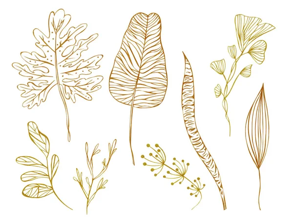 Illusztrációs Vázlat Egy Fehér Réteg Izolált Egzotikus Növényeket Vázlata — Stock Fotó