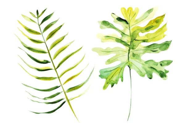 Illustration Watercolor Drawing Botanical Leaves Exotic Plants White Isolated Layer — Stock Photo, Image
