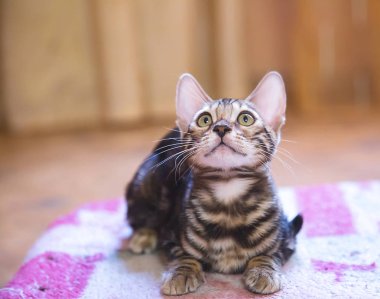 Bir safkan tabby ve benekli bengal kedi yalan ve bir dairede ileriye dönük Fotoğraf