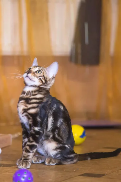 Turuncu renkli odada oyuncaklarla oynayan güzel yün rengi olan safkan bir Bengal kedisi..