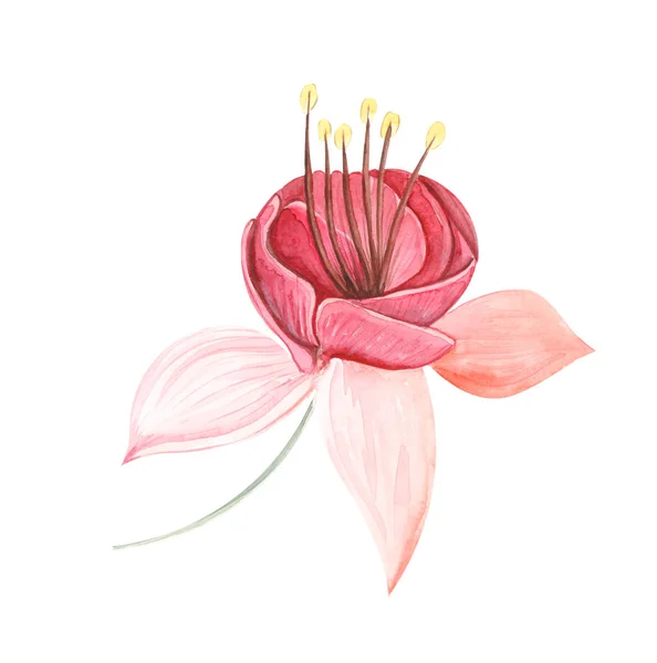 Kolorowa Ilustracja Akwarela Kwiatów Fuksji Liści Zbliżenie Białym Białym Tle — Zdjęcie stockowe