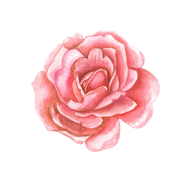 Color watercolor illustration of a red rose flower close-up on a white isolated background. — Stock Image Color Watercolor Illustration Red Rose Flower Close White Isolated Background Royalty Free Stock Images