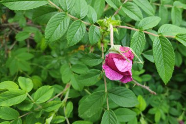 Çin kiraz ağacının yakın plan görüntüsü