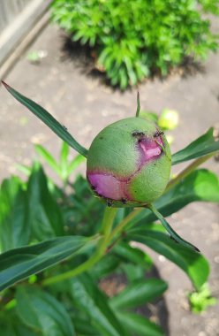 Pembe çiçeğin patlamamış tomurcuğunun yakın görüntüsü