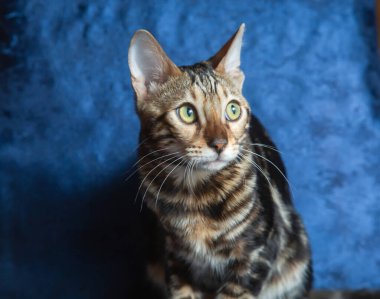 Safkan Bengal kedisi mavi kanepede oturuyor ve ileriye bakıyor.