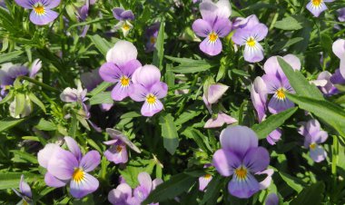 Yaz bahçesinde güzel çiçekler, doğa arka planı.