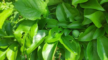 Güneşli havada dalda yeşil kiraz yetişiyor.