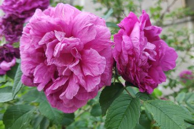 Çin kiraz ağacının yakın plan görüntüsü