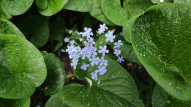 Yaz bahçesinde güzel çiçekler, doğa arka planı.
