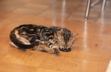 Tatlı safkan Bengal kedisi odada oynuyor.