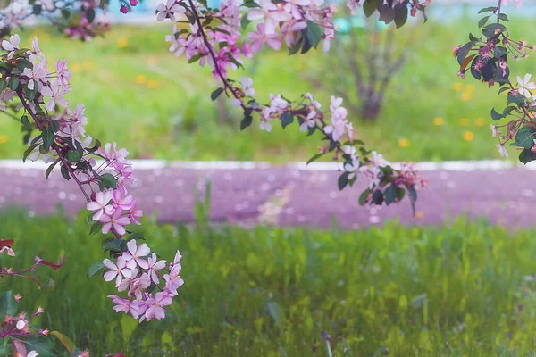 Vista Cerca Del Árbol Flor Cerezo Chino —  Fotos de Stock