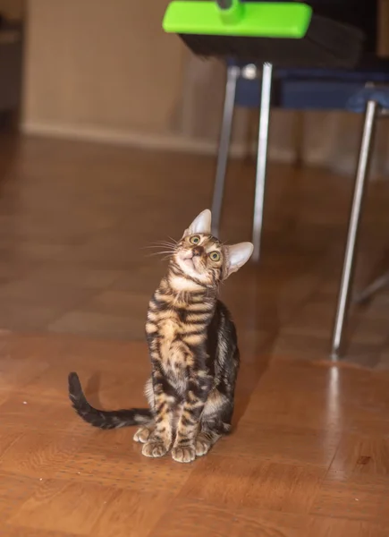 Niedliche Reinrassige Bengalkatze Spielt Zimmer — Stockfoto