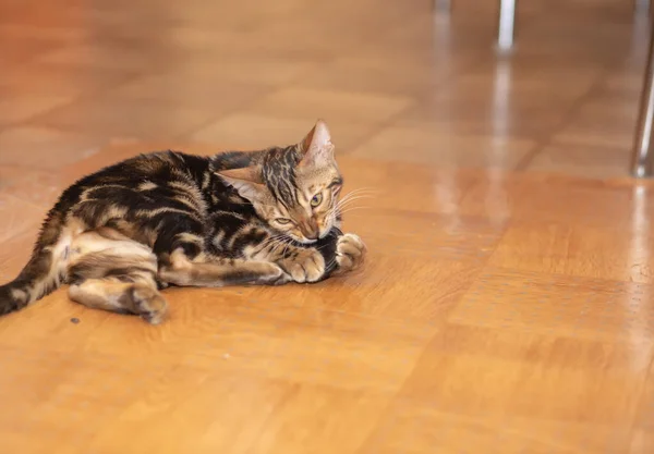 Милый Чистокровный Бенгальский Кот Играющий Комнате — стоковое фото