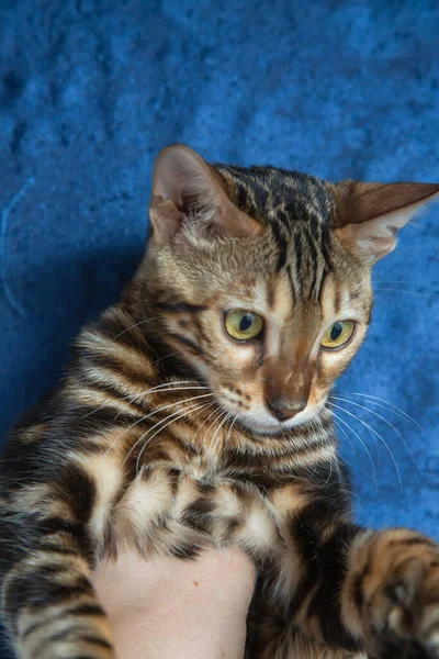 Nahaufnahme Der Niedlichen Reinrassigen Bengalkatze — Stockfoto