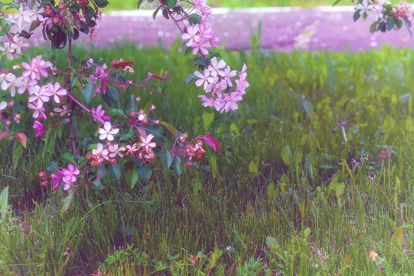 Vista Cerca Del Árbol Flor Cerezo Chino —  Fotos de Stock