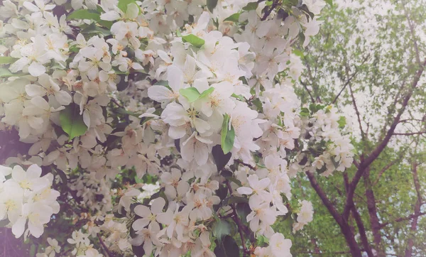 Pommier Fleurs Blanches Avec Belles Fleurs Blanches Printemps — Photo