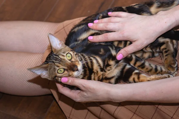 Vrouw Handen Spelen Met Raszuivere Bengaalse Kat — Stockfoto