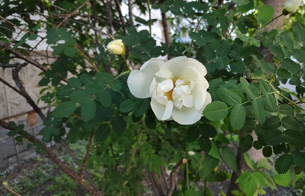 Vacker Blomma Blommor Sommar Trädgård Natur Bakgrund — Stockfoto