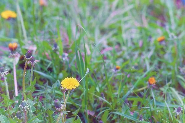 Denti Leone Gialli Che Crescono Nel Giardino Estivo — Foto Stock