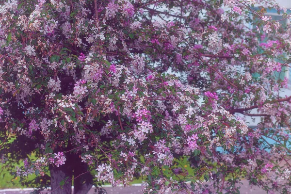 Vista Cerca Del Árbol Flor Cerezo Chino —  Fotos de Stock