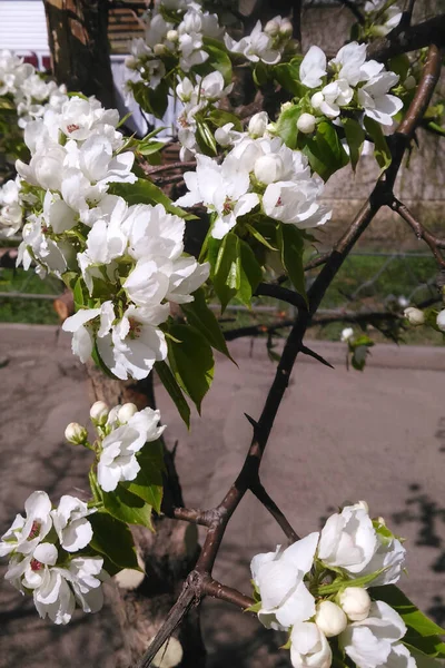 Květ Jabloně Bílé Květy Růst Stromě Během Slunečného Dne — Stock fotografie