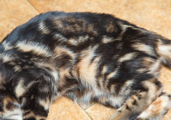Lindo Pura Raza Bengala Gato Jugando Habitación —  Fotos de Stock