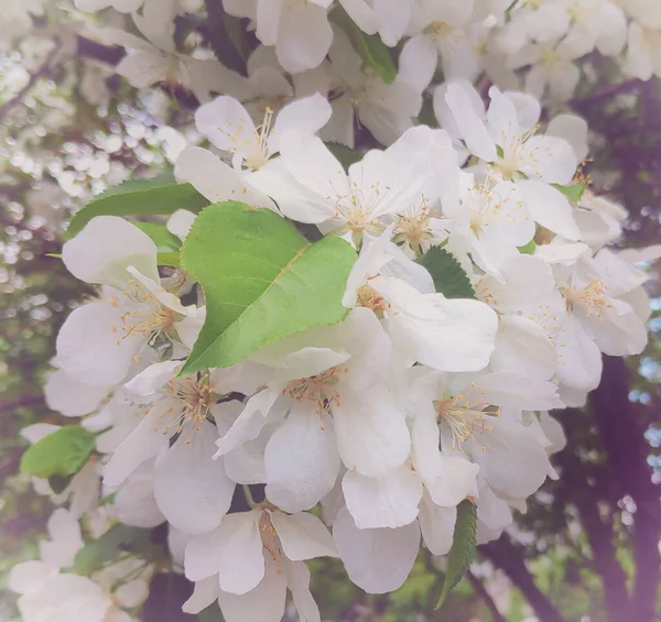 Bílý Květ Jabloně Krásnými Bílými Květy Během Jara — Stock fotografie