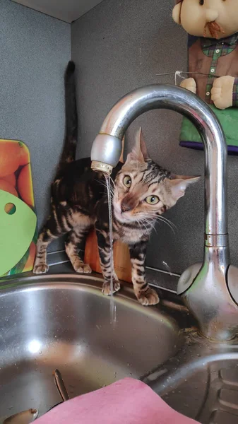 Funny Little Bengal Cat Play Kitchen Tap Water — Stock Photo, Image