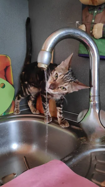 Забавная Маленькая Бенгальская Кошка Играет Кухне Возле Крана Водой — стоковое фото